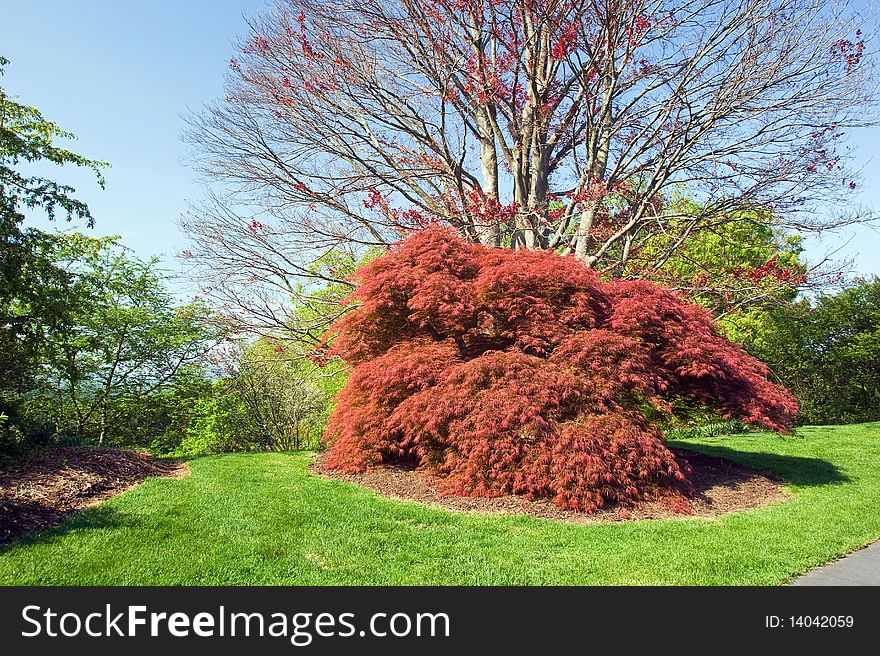 A mature specimen of a red japanese mape tree in springtime. A mature specimen of a red japanese mape tree in springtime.