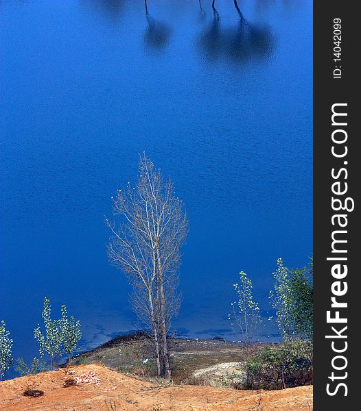 Lake scenery , blue water and lonely tree ------. Lake scenery , blue water and lonely tree ------