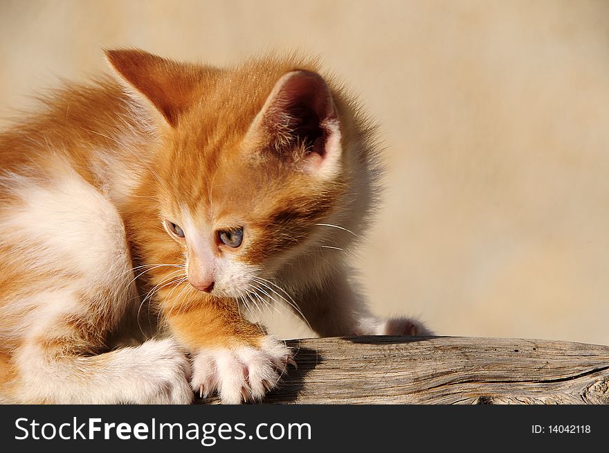 Newborn Kitten laying on the garden. Newborn Kitten laying on the garden