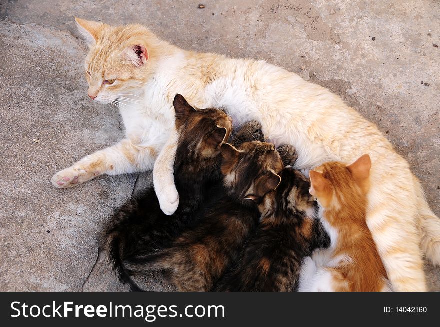 Cat mother feeding her Kittens. Cat mother feeding her Kittens