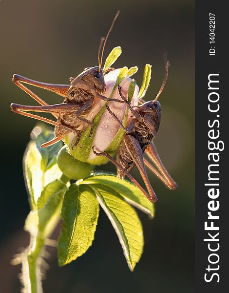 Two grasshoppers sits on the flower in evening light. Two grasshoppers sits on the flower in evening light