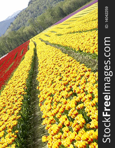 Rows of yellow tulips at the Agassiz, BC spring festival. Rows of yellow tulips at the Agassiz, BC spring festival.