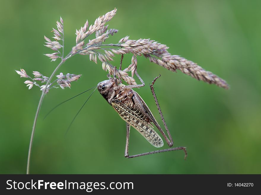 Suspended brown grasshopper on a dry-bent