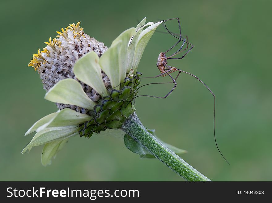 Long-legged spider on Echinacea flower in green background