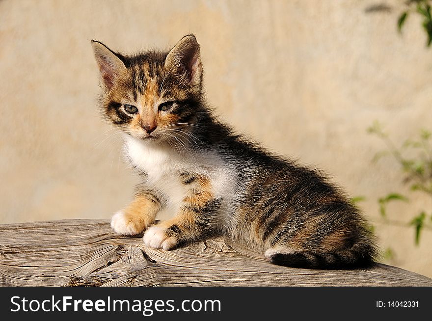 Newborn Kitten laying on the woods. Newborn Kitten laying on the woods