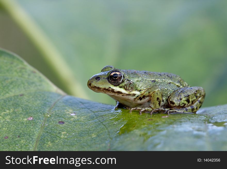 A young frog on a plant leaf. A young frog on a plant leaf