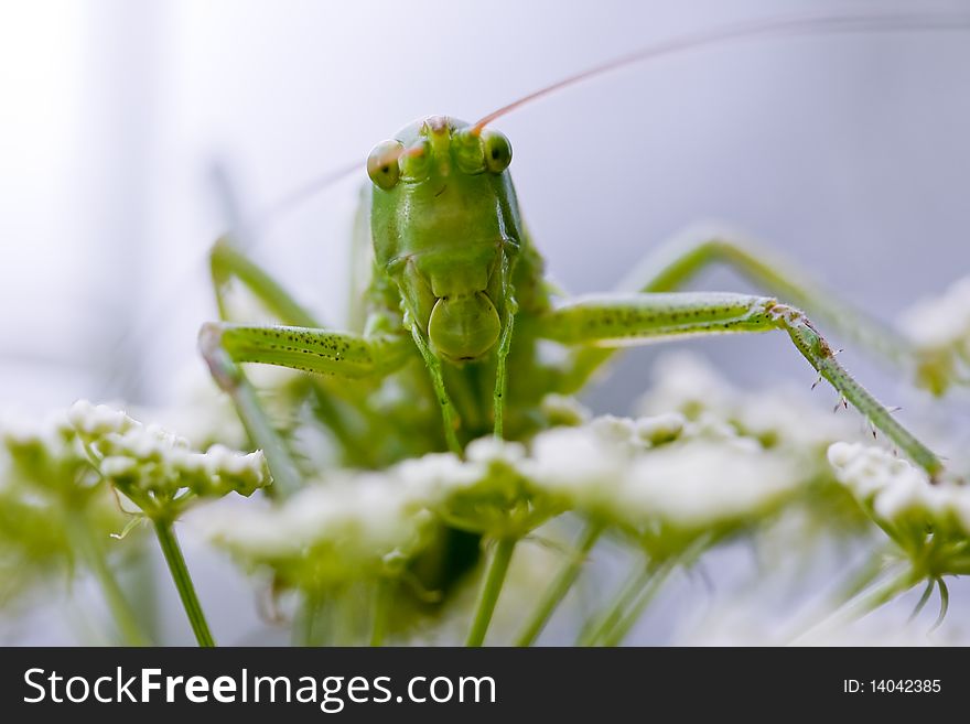 Grasshopper portrait on the white flowers in sky-blue background