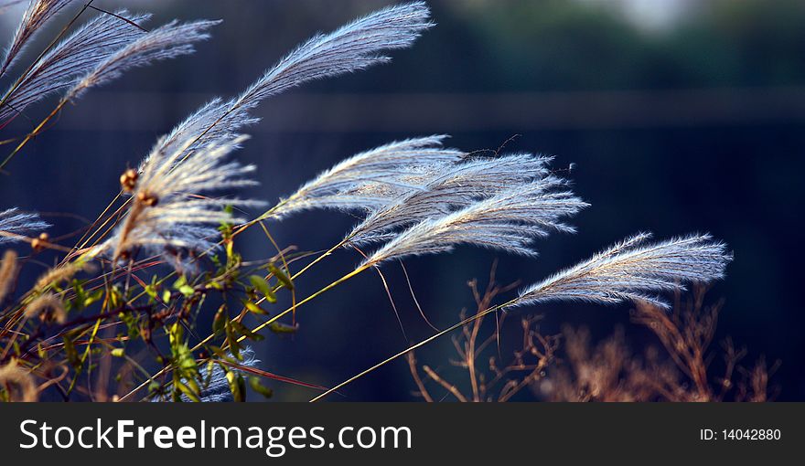 Ornamental grass in wind back in the backlight.