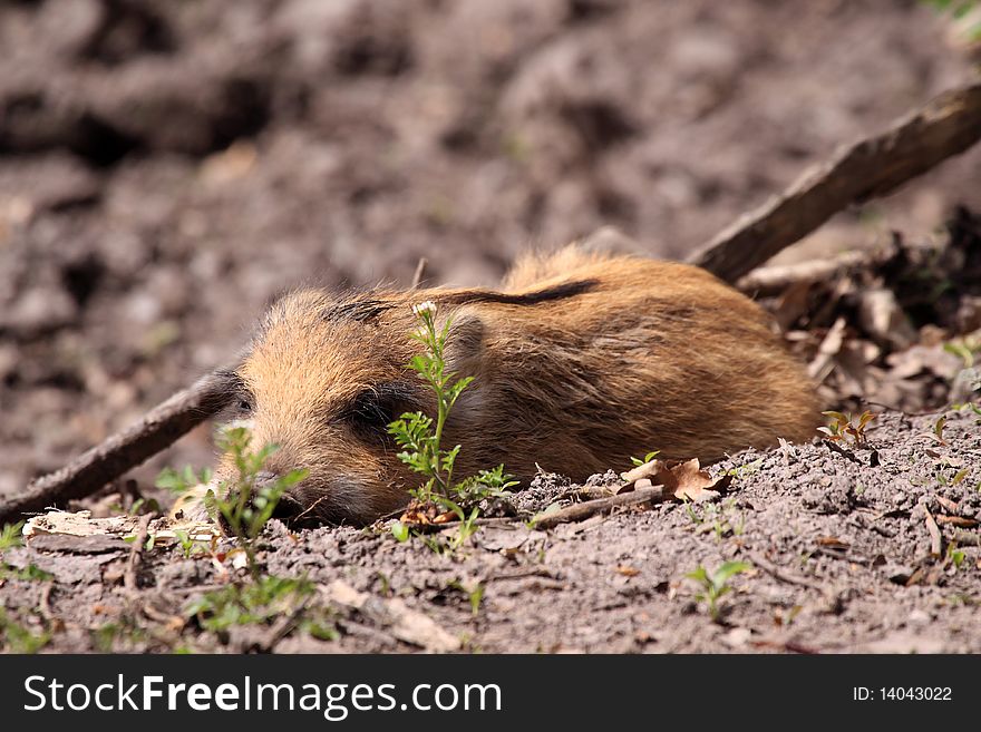 The boar or wild boar  (Sus scrofa). The boar or wild boar  (Sus scrofa)