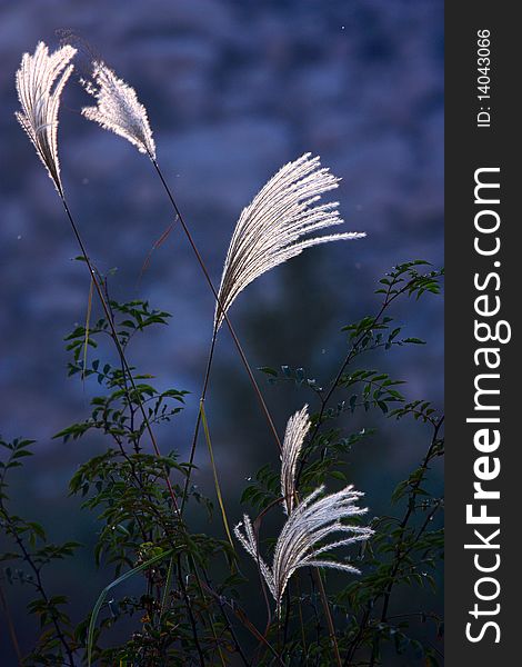 Ornamental grass in the backlight in blue backgrounds.