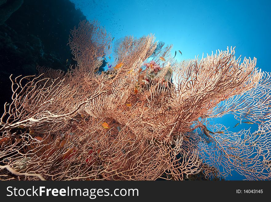 Seafan, ocean and fish taken in the Red Sea.