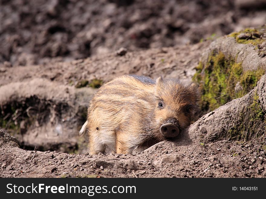 The boar or wild boar  (Sus scrofa). The boar or wild boar  (Sus scrofa)