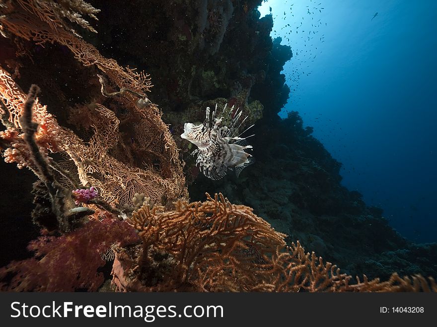 Lionfish in a seafan taken in the Red Sea.