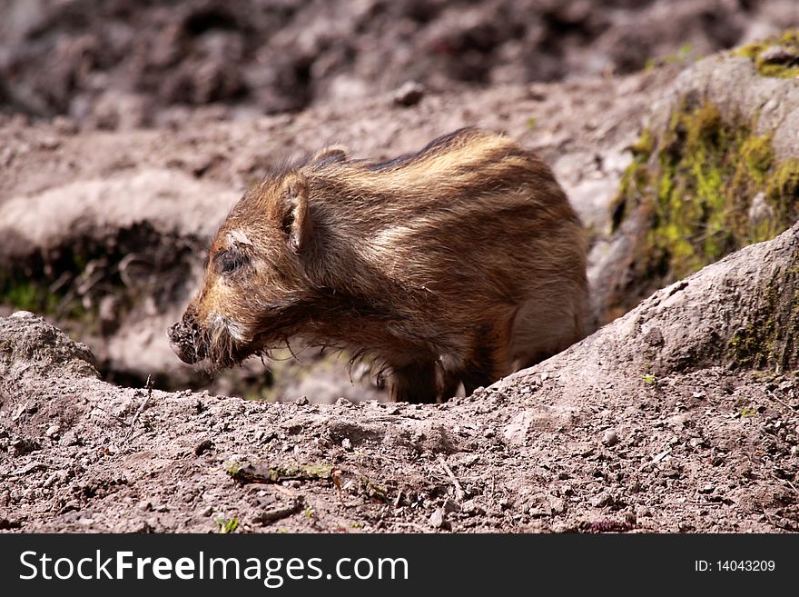 The boar or wild boar (Sus scrofa). The boar or wild boar (Sus scrofa)