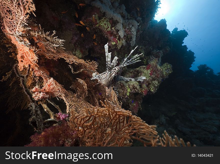 Lionfish in a seafan taken in the Red Sea.