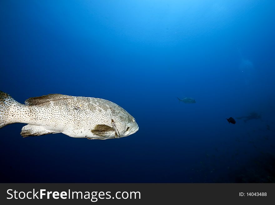 Malabar grouper and ocean taken in the Red Sea.