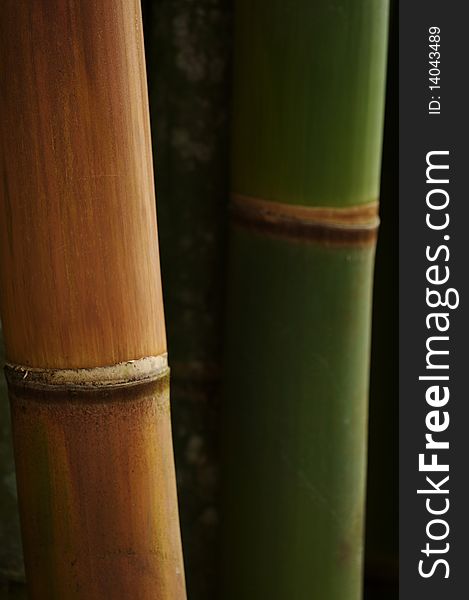 Bamboo grows wild in the jungles of Central America,it's also the longest grass in the world.