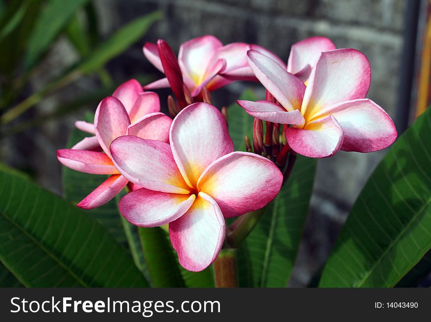 Plumeria is the one of famous and popular Thai flower.