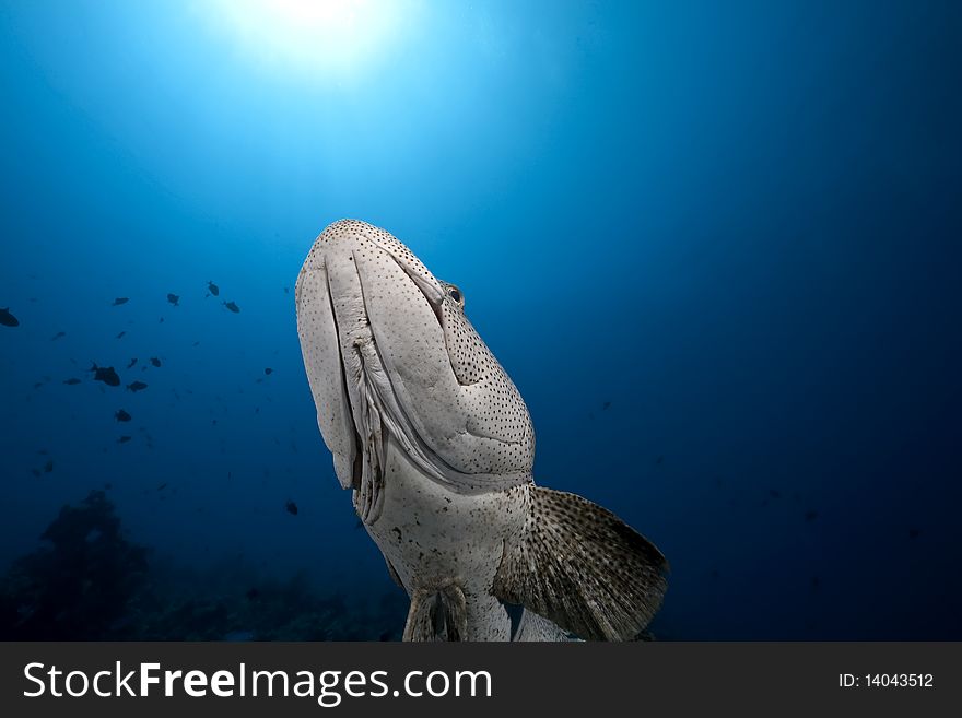 Malabar grouper and ocean taken in the Red Sea.