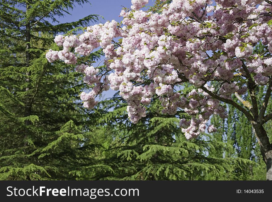 Ornamental cherry tree. Scientific name: Prunus serrulata 'Kanzan.  Family: Rosaceae. Source: Asia.Se used basically for their showy flowers that are born double pendant in tight clusters
