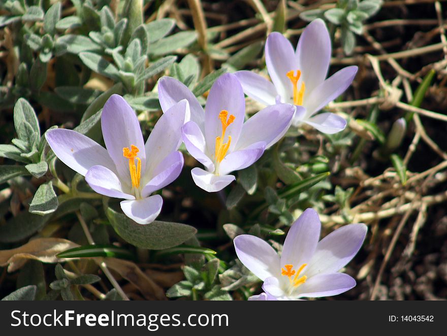 Purple crocus