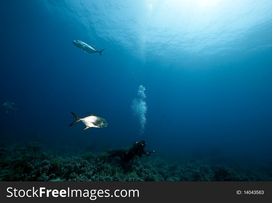 Ocean,fish and an underwater photographer taken in the Red Sea. Ocean,fish and an underwater photographer taken in the Red Sea.