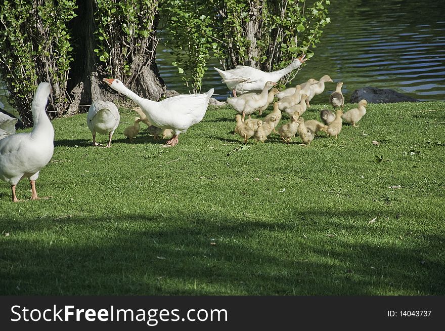 This image shows a family from geese protecting their young. This image shows a family from geese protecting their young