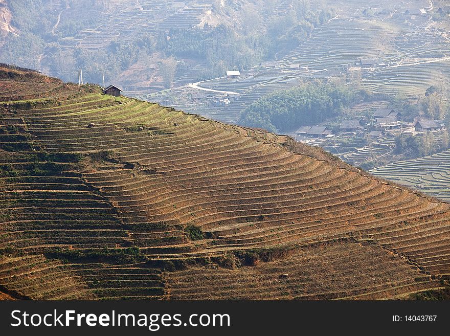 Rice Field in Sapa, Vietnam