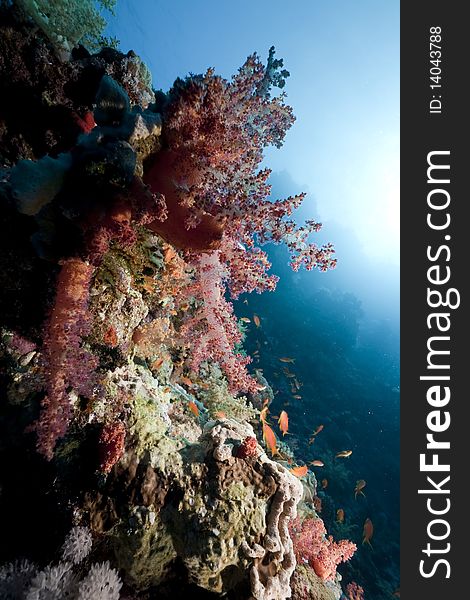 Ocean and fish taken in the Red Sea.