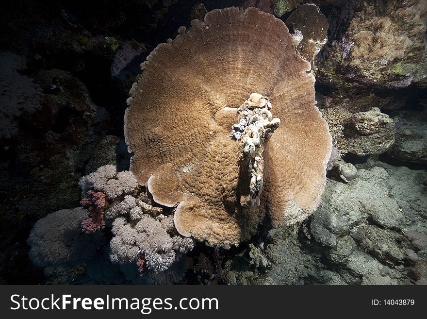 Mushroom coral and ocean taken in the Red Sea.