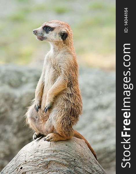 An alert Meerkat on lookout.