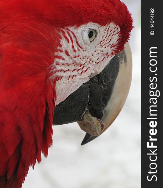 Red and white parrot close up