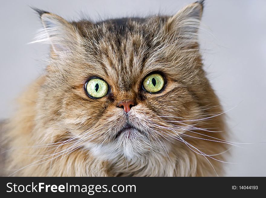 Persian cat face close-up