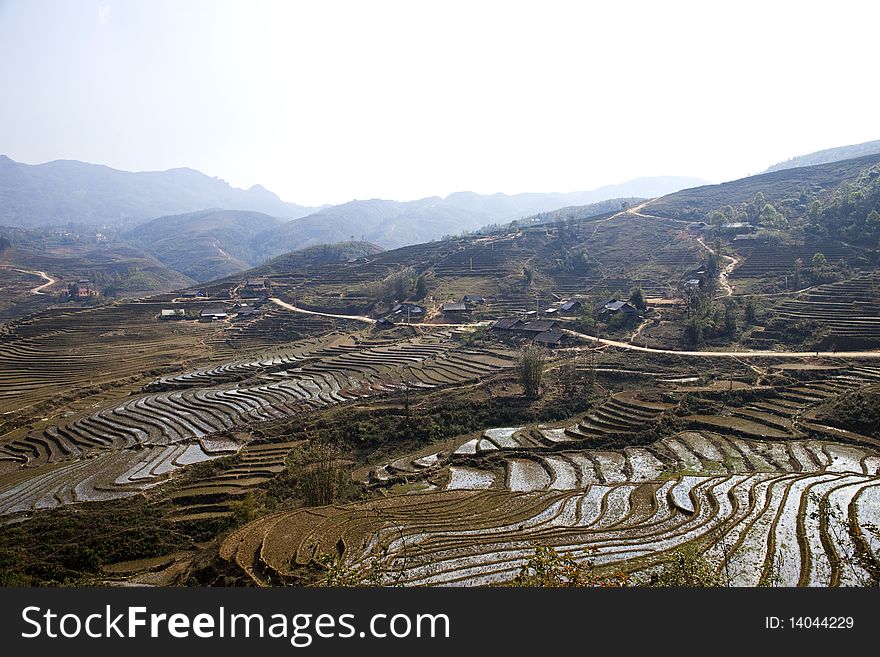 Rice Field in Sapa, Vietnam