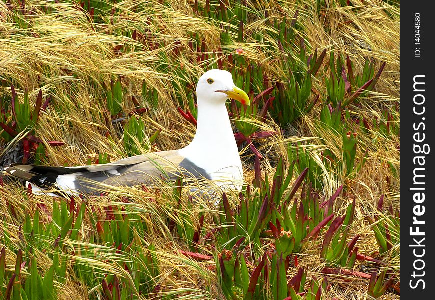 Western Gull, at a coastal area with grass, Ice plant. Western Gull, at a coastal area with grass, Ice plant.