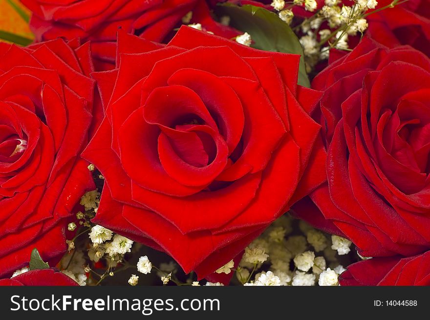 Beautiful  bouqet of red roses. Beautiful  bouqet of red roses