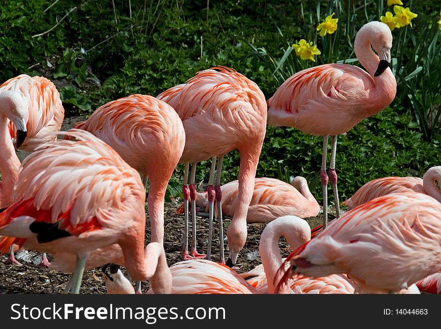 Chilean Flamingos