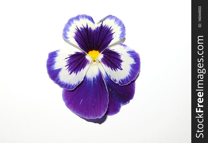 A purple pansy on a white background. A purple pansy on a white background.