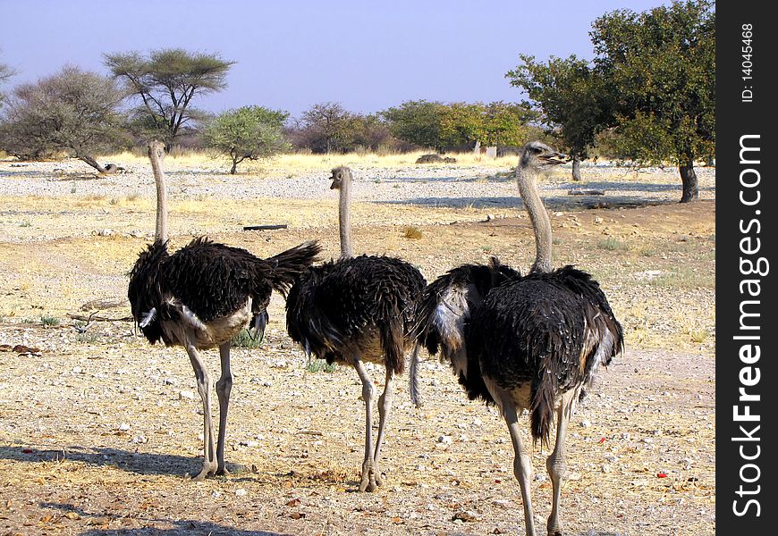 Three ostriches on the farm in Namibia