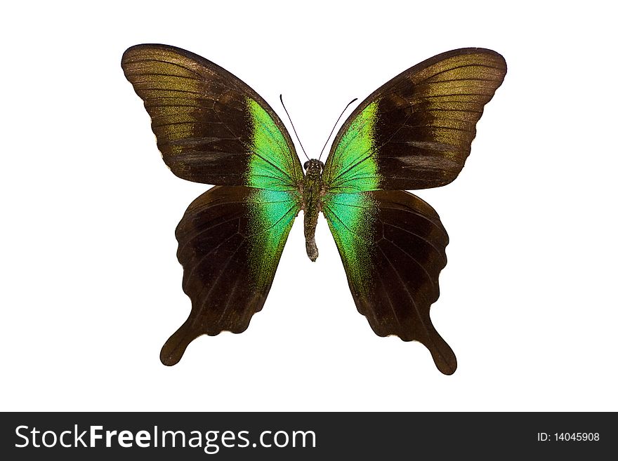 Papilio Peranthus