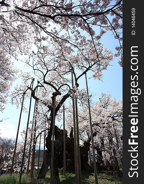 The Ancient Cherry Tree Yamataka Shindai Sakura