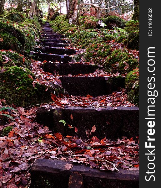 This a photo taken of steps that came down to  a water fall in the middle of a forest In the southwest of Ireland. This a photo taken of steps that came down to  a water fall in the middle of a forest In the southwest of Ireland.