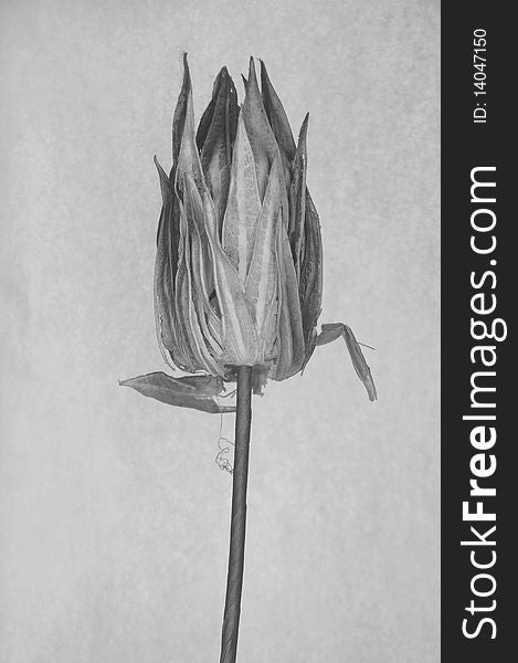 Photo taken of a dried flower in studio and turned to black and white in photo shop. Photo taken of a dried flower in studio and turned to black and white in photo shop.