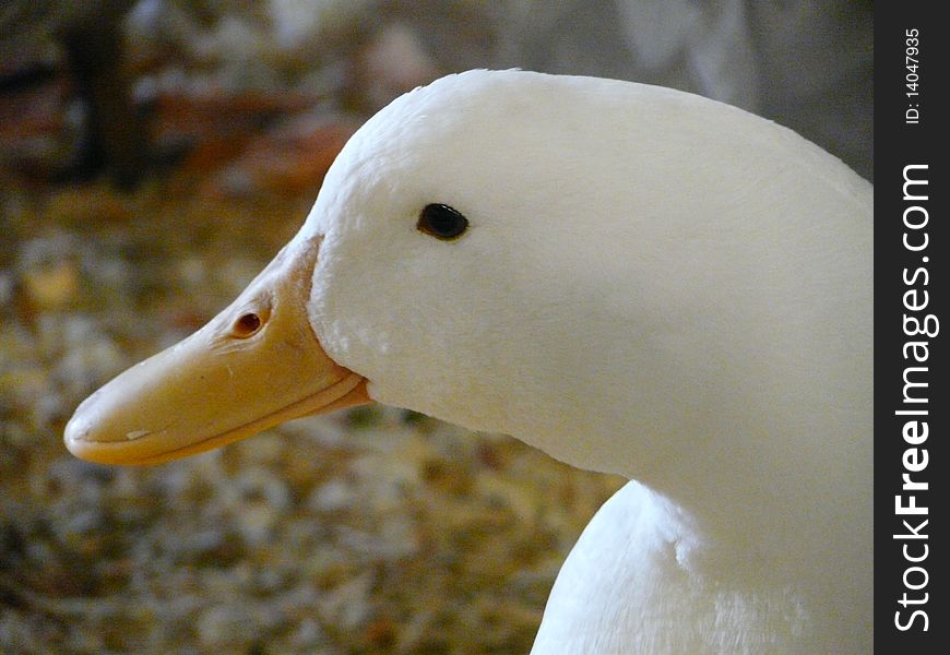 White domestic duck head, side view. White domestic duck head, side view