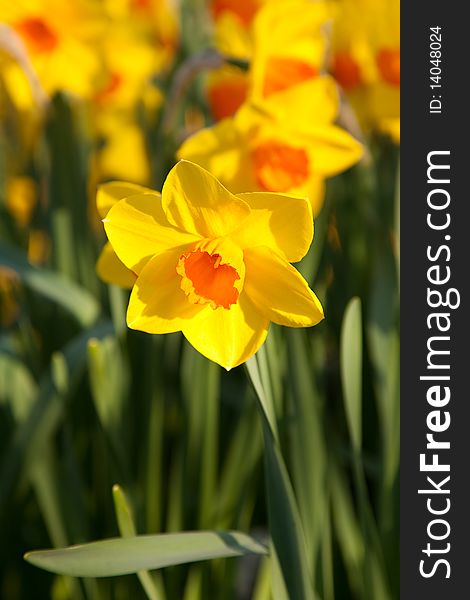 Colourful closeup of daffodils field. Colourful closeup of daffodils field