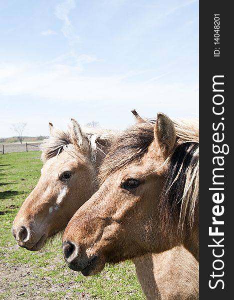 Two horses with heads close together