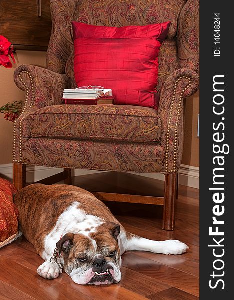 Bulldog resting near a chair