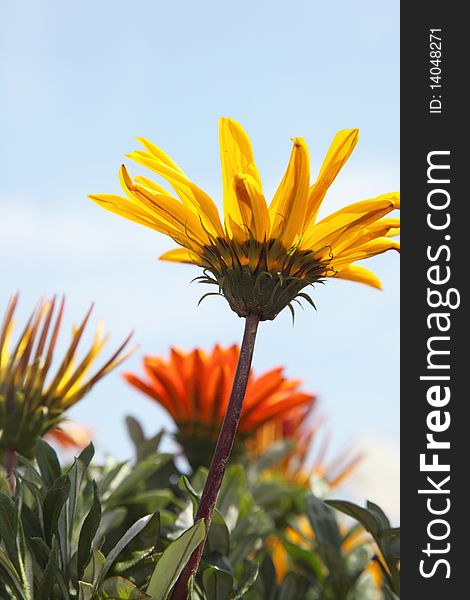 Closeup of yellow daisy with blue sky as background