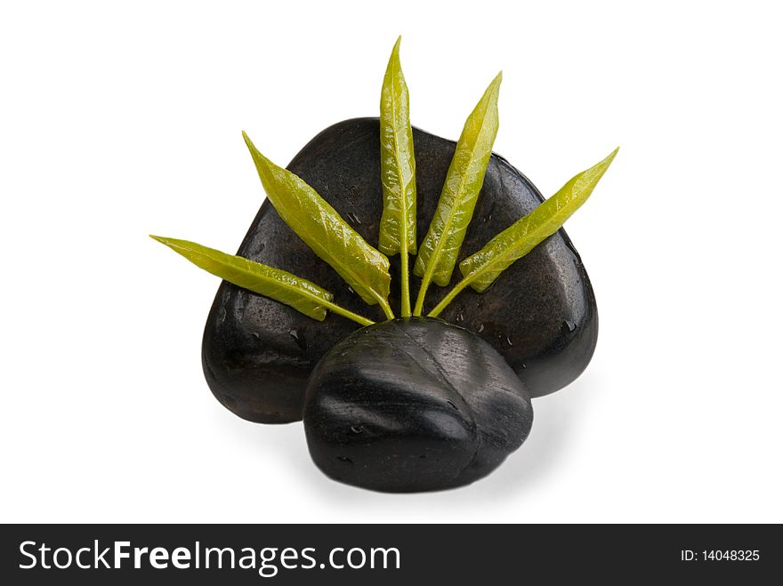 Some braided leaves of tree and dark stones isolated in white