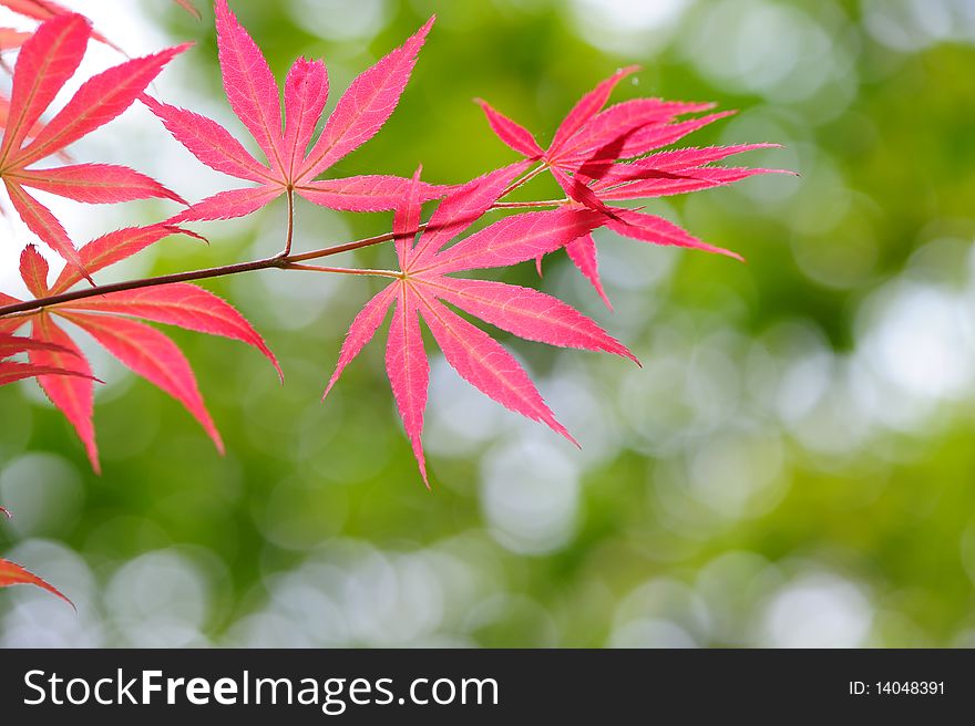 Red leaves on green background.